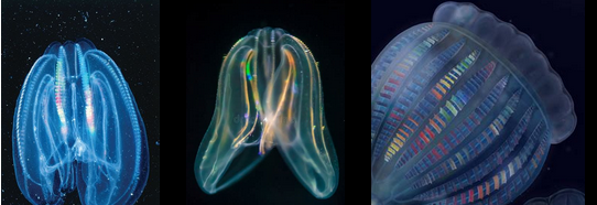 Ctenophores